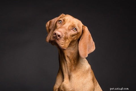 Fast & Reliable Dog Ear Mite Treatment: Professional Care & Quick Relief