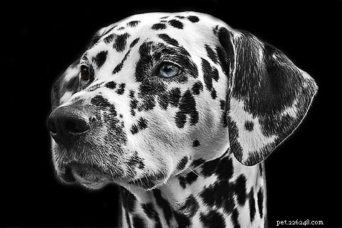 Fast & Reliable Dog Ear Mite Treatment: Professional Care & Quick Relief
