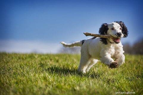 Easy DIY Guide to Untangle & Prevent Dog Matting—Professional Tips & Home Remedies