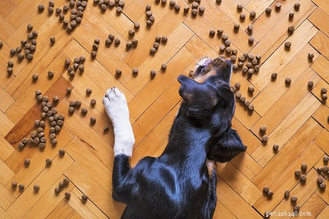 Taming Picky Dogs: Proven Feeding Hacks & Fun Tricks for Consistent Meals