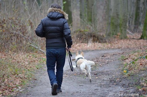 21 Proven Ways to Strengthen Your Bond with Your Dog