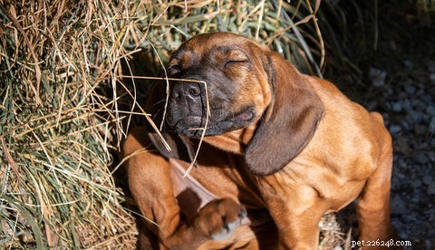 11 Common Food Allergens That Trigger Dog Allergies