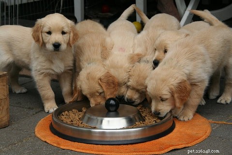 Vegan Diets Reduce Illness and Vet Visits in Dogs—New PLOS ONE Study