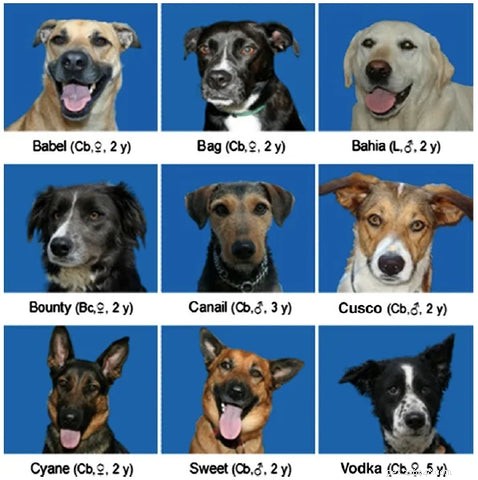 Do Dogs Realize Humans Aren t Dogs? Explore Fascinating Canine Insights