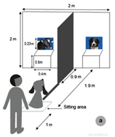 Do Dogs Realize Humans Aren t Dogs? Explore Fascinating Canine Insights