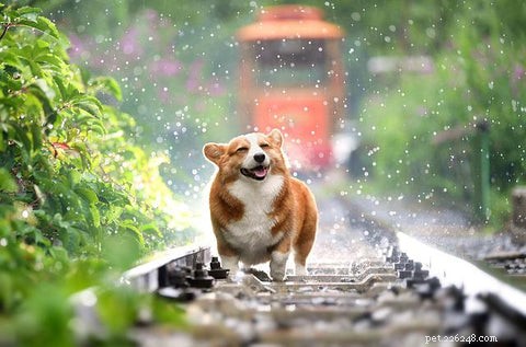 9 Proven Health Benefits of Salmon Oil for Dogs You Should Know