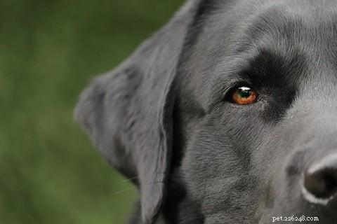 Step-by-Step Guide to Safely Cleaning Your Dog’s Ears at Home