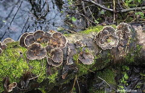 5 Proven Benefits of Turkey Tail Mushrooms for Dogs and Beyond