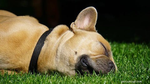 13 Expert Reasons Your Dog’s Face Is Itchy—and Quick Fixes