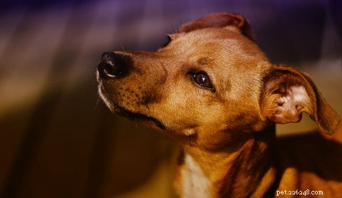 13 Expert Reasons Your Dog’s Face Is Itchy—and Quick Fixes