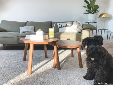Why Do Dogs Sleep Under the Table? 5 Surprising Insights