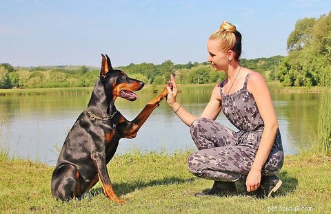 Understanding Excessive Paw Licking in Dogs: Causes & 5 Expert-Approved Remedies