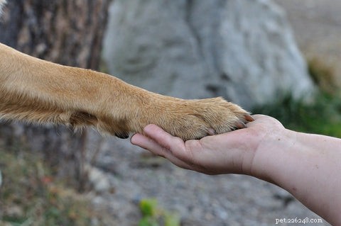 Understanding Excessive Paw Licking in Dogs: Causes & 5 Expert-Approved Remedies