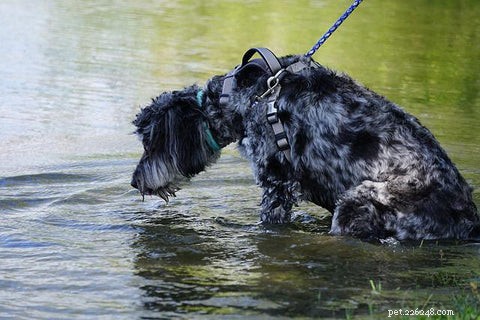 15 Key Minerals Every Dog Needs: Sources & Benefits