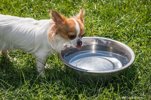 15 Key Minerals Every Dog Needs: Sources & Benefits