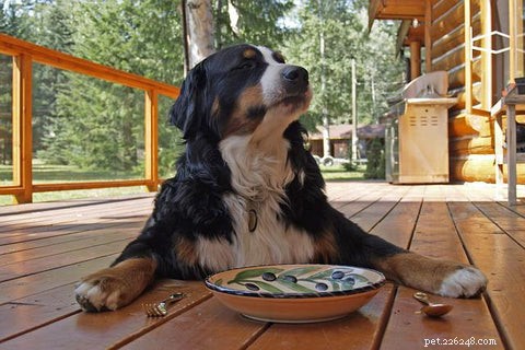 Homemade Dog Food: 5 Benefits, 5 Common Pitfalls – A Vet‑Approved Guide