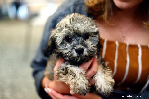 Reduce Inflammation & Strengthen Your Dog’s Immune System with Targeted Nutrition