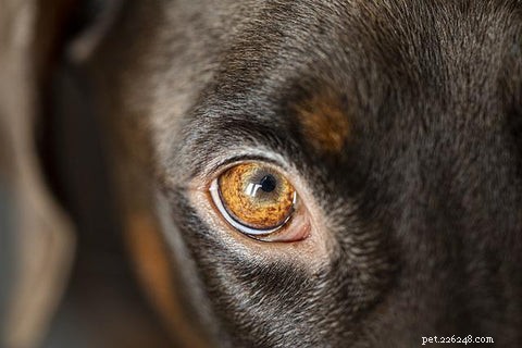 Spotting Dog Eye Allergies vs Infections: Expert Signs & Gentle Remedies