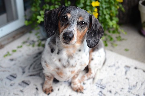 6 Common Causes of Dog Scooting and How to Stop It for Good