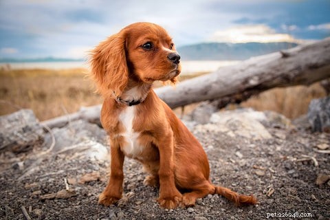 6 Common Causes of Dog Scooting and How to Stop It for Good