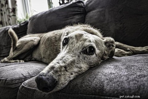 8 Key Reasons Your Dog Is Biting His Skin – How to Diagnose and Stop It