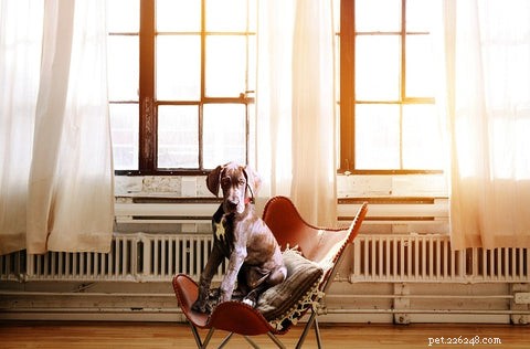 8 Key Reasons Your Dog Is Biting His Skin – How to Diagnose and Stop It