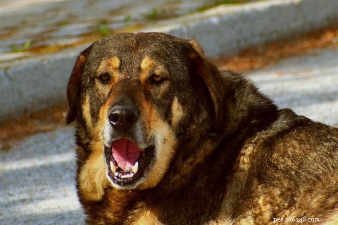 Uncover the 7 Causes of Dog Bad Breath & 6 Expert-Backed Prevention Tips