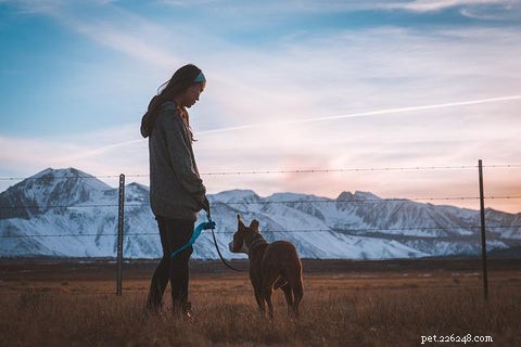 Master the Heel: A Proven, Easy Method to Train Your Dog