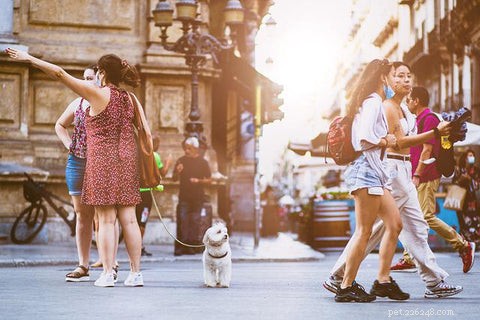 Master the Heel: A Proven, Easy Method to Train Your Dog