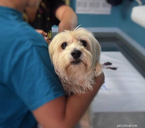 Effective Dog Hot Spot Care: Proven Treatments & Home Remedies