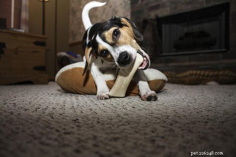 3 Proven Habits to Stop Your Dog From Licking, Chewing, and Scratching