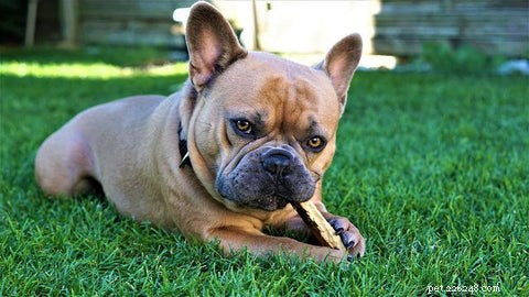 3 Proven Habits to Stop Your Dog From Licking, Chewing, and Scratching