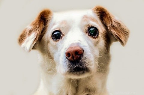 Proven Techniques to Teach Your Dog Patience at Mealtime