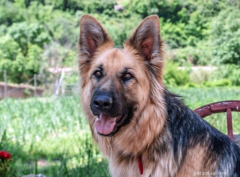 Proven Techniques to Teach Your Dog Patience at Mealtime