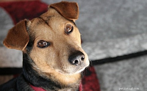 Proven Techniques to Teach Your Dog Patience at Mealtime