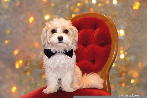 Proven Techniques to Teach Your Dog Patience at Mealtime