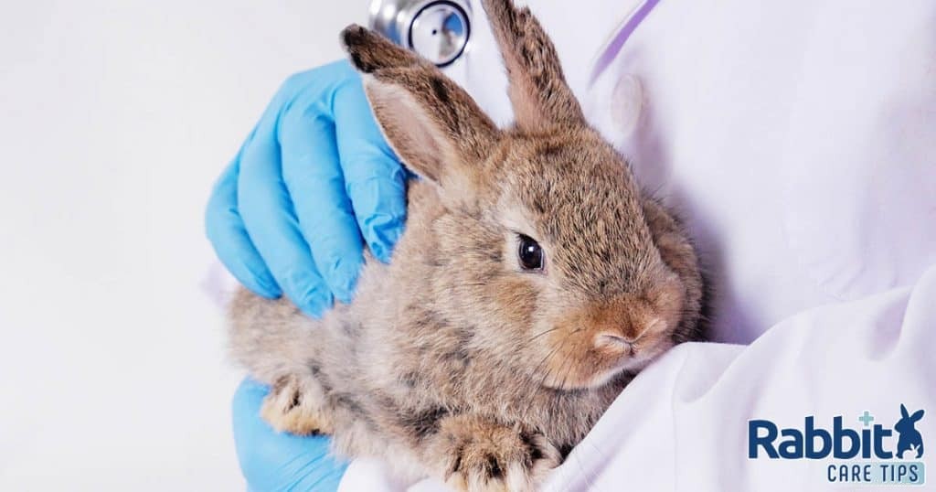 The True Cost of Owning a Pet Rabbit: A Complete Guide