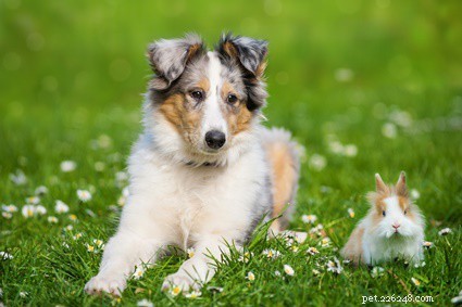 Do Dogs Get Sick From Eating Rabbit Poop? Understanding the Risks
