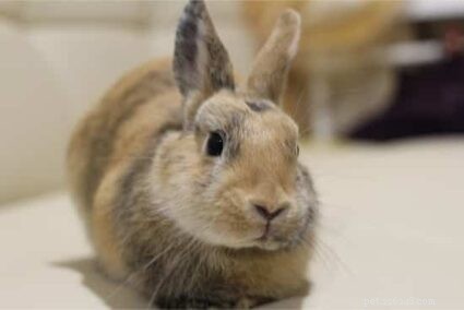 What Your Rabbit’s Staring Behavior Reveals About Its Needs