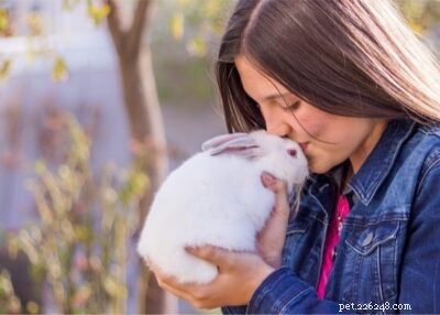 Do Rabbits Truly Detect Human Emotions? Unveiling Their Sensitive Bond