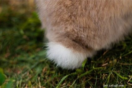 Can a Rabbit Lose Its Tail? Understanding Causes and Prevention