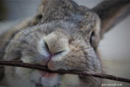 Are Pet Rabbit Bites Harmful? Understanding Risks and Prevention