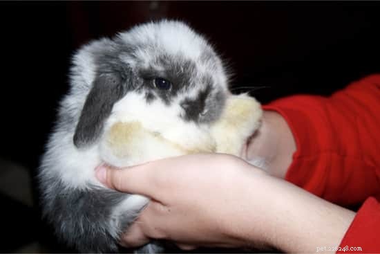 When Is It Safe to Handle Newborn Rabbits? A Care Guide