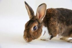 How Old Do Rabbits Stop Growing? A Quick Breed‑by‑Breed Guide