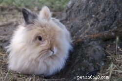How Old Do Rabbits Stop Growing? A Quick Breed‑by‑Breed Guide