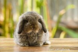 How Old Do Rabbits Stop Growing? A Quick Breed‑by‑Breed Guide