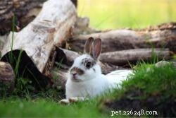How Old Do Rabbits Stop Growing? A Quick Breed‑by‑Breed Guide