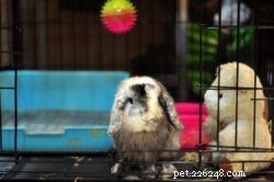 How Old Do Rabbits Stop Growing? A Quick Breed‑by‑Breed Guide