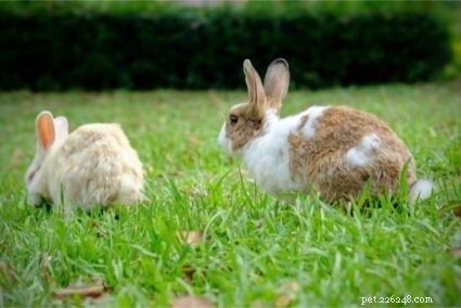 Why Does Your Rabbit Run in Circles? Expert Insights