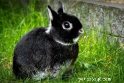 How Old Do Rabbits Stop Growing? A Quick Breed‑by‑Breed Guide